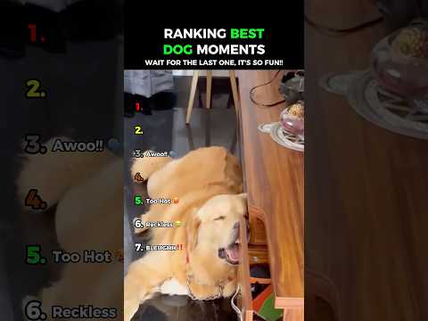 Funniest Golden Retrievers: Dogs Being Idiots Part 265 😂😂