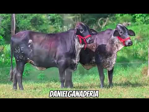 Girolandas 🐮🧬