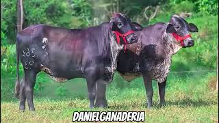 Girolandas 🐮🧬