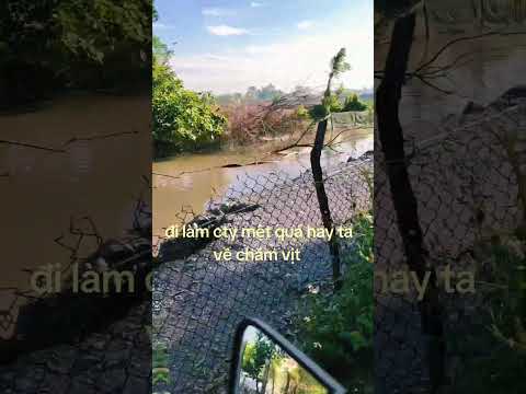 đi chăn vịt thôi nào