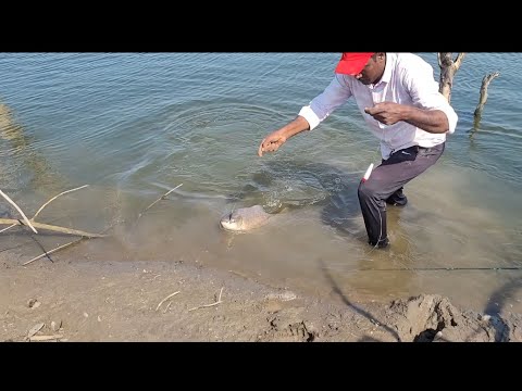 FLOAT Fishing 🎣 Triple Hook Techniques to Catching Big Rohu Fishes