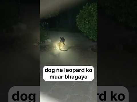 कुत्ता और तेंदुआ की लड़ाई - dog vs leopard fight #shorts #dogfight #leopardattack #dogvsleopard
