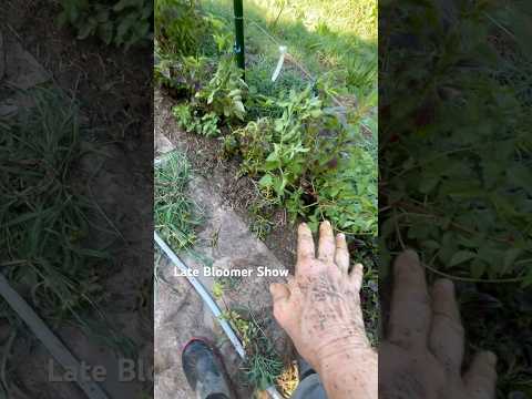 Upper Terrace update! #garden #tennessee
