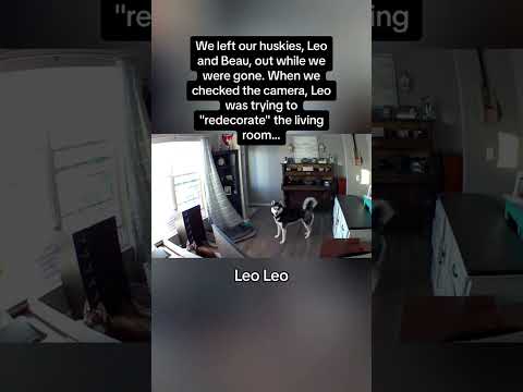 Throuth monitoring and taking to dogs #pet #dog #funnydog #funnyvideos #dogs