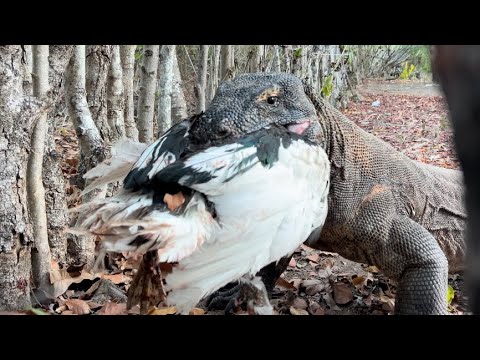 Latest Video Komodo Attack Wild Duck Alive