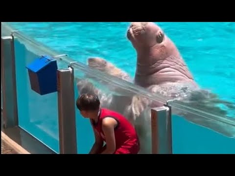 He feed slowpoke like a pro! #fearless #youngman #friendly #futureconservationists #dolphine #video