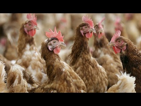 Chéquia vai abater 220 mil galinhas devido a gripe aviária