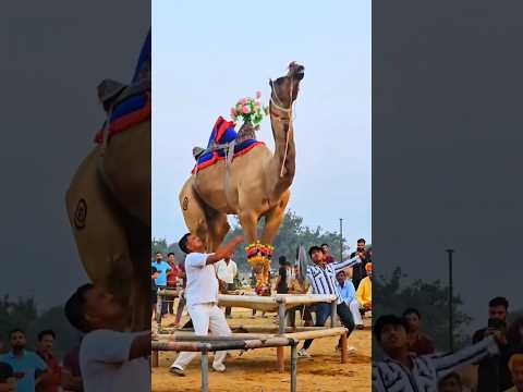 Ek Allah Sara Mahbub nai#allah#horse
