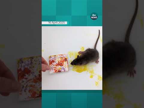 A veterinary nurse has had some help from her per rats to make abstract art | ITV News  #itvnews