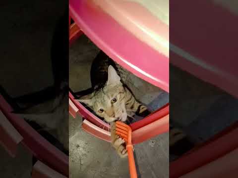 #cat #cats #catshorts #catlovers #catvideos #catlife #catlove #trending #cattrending