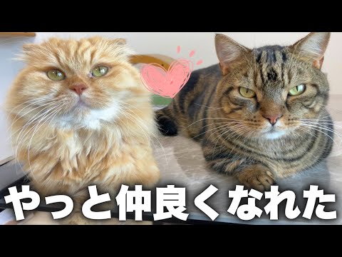 4年の時を経てやっと距離が近づいた2匹の姿に感動しました