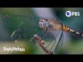 Dragonfly Biology and Behavior