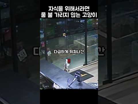 고양이가 맹견에게 달려든 이유