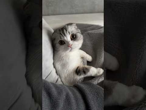 ?#cat