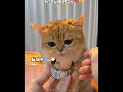 Bad Owner Of Cats ๐๐ || #emotional #cute #shorts #shortvideo #trending #ytshorts #petlovers #cat