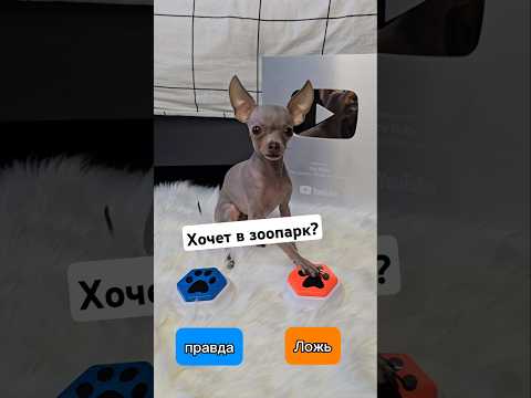 Синяя кнопка - правда, а оранжевая - ложь 💙🧡 #toyruby #shorts