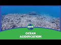 Ocean Acidification and Its Effects