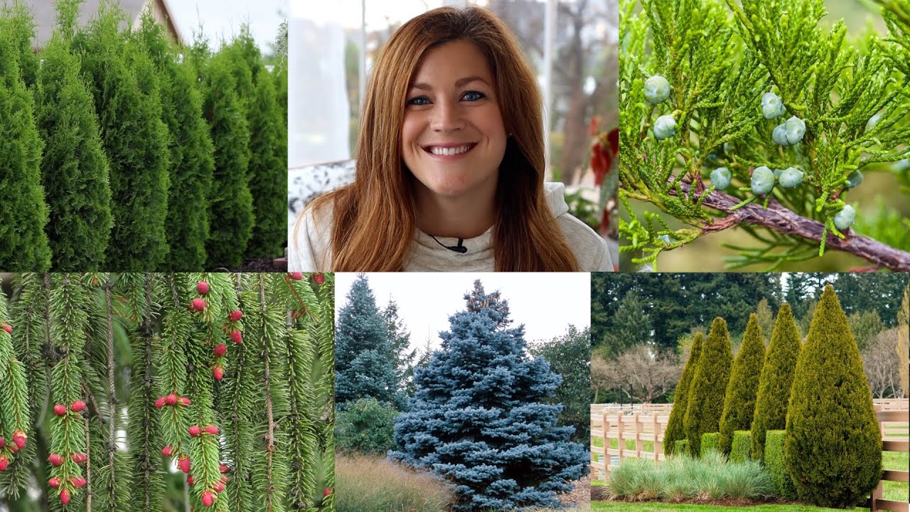 10 Evergreens Every Garden Should Have!