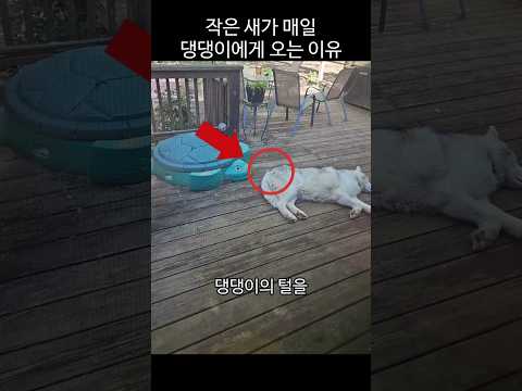 작은 새가 매일 댕댕이에게 오는 이유