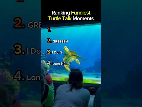 Ranking Funniest turtle Talk Moments Part 7
