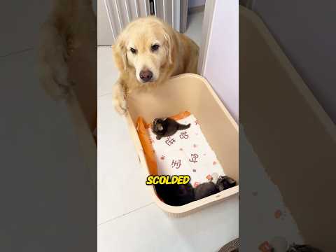 A Dog Who Became the Kitten’s Mom