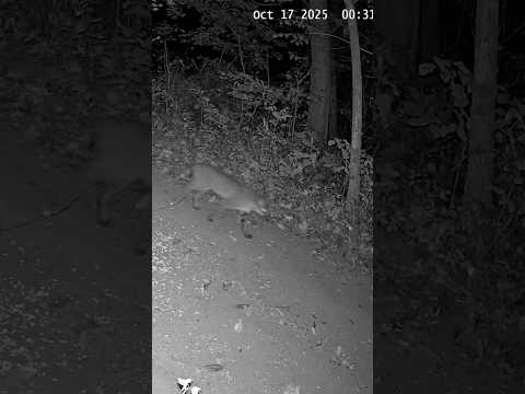 BOBCAT ON THE HUNT! Trail Cam Catches Rare Close-Up in the Wild 🐾 #shorts