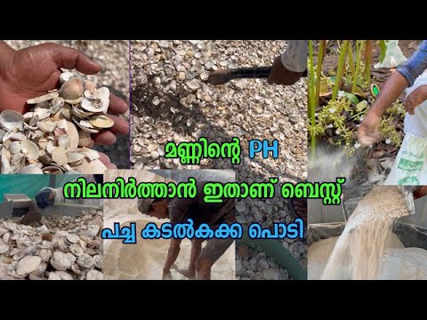 മണ്ണിന്റെ PH നിലനിർത്താൻ ഇതാണ് ബെസ്റ്റ്Soil PH Balance - Seashell Powder