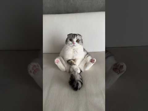 😺?🧸? #cat