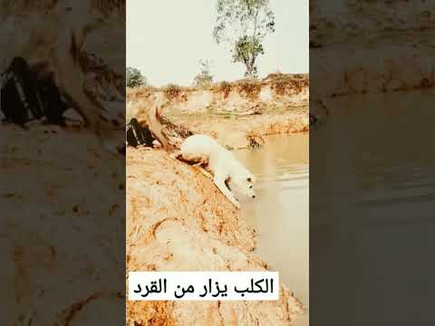 القرد عبث اجبر الكلب على السباحه