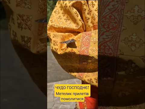 Чудо Господнє! Метелик прилетів помолитися...
