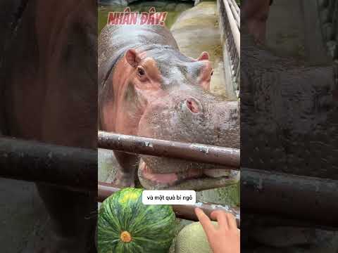 Thử thách ăn dưa lưới trong 2 s của chú hà mã đáng yêu