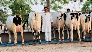 Pure ABS,Denmark Breed with High Milking || customer Feedback || Gurwinder Dairy Farm