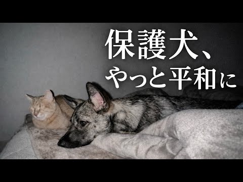 家族に支えられて、少しずつ元気になった保護犬。