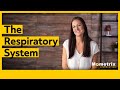 Respiratory System Concepts Assessment
