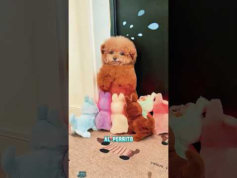 ¡Este perro se esconde muy bien!#funnyshorts #pets #love #cute
