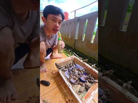 tambah lagi anakan burung emprit