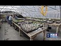 Native Plants and Conservation Efforts