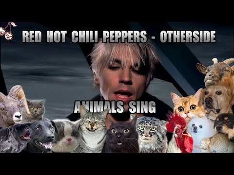 Red Hot Chili Peppers - Otherside (Animal Cover)