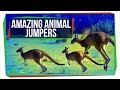 Animal Jumping Mechanisms and Adaptations