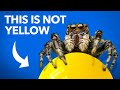 Understanding Color Perception and Vision in Jumping Spiders