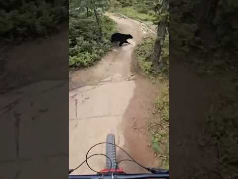 Black bear encounter