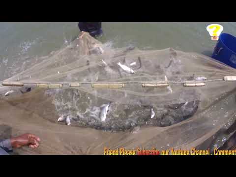 Amazing Village net Fishing video || Village  Fishing Channel