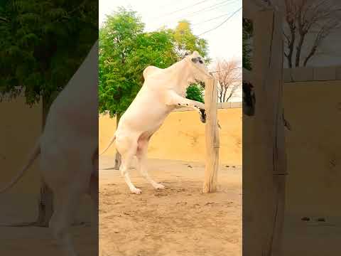 New Fateh jangi bull 2024/2025 #shorts #domailmandi #fatehjangbulls #cow #animals #youtubeshorts
