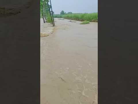 suasana di desa seberang kemarin pas banjir guys . #cow #bajir #pesawahan