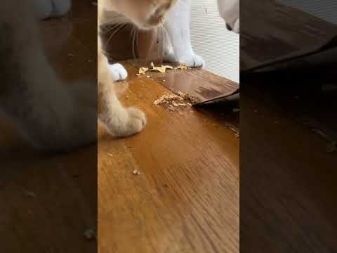 DIYを手伝う？猫たち