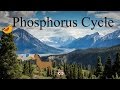 Phosphorus Cycle and Its Importance