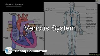 Venous System