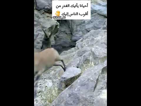 إنَّ مِنْ أَزْوَاجِكُم