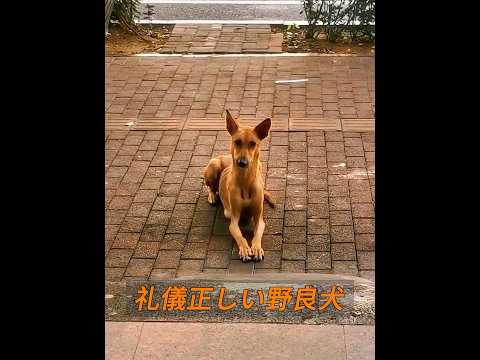 とても礼儀正しい野良犬お母さん！ #animals #動物プロダクション #動物