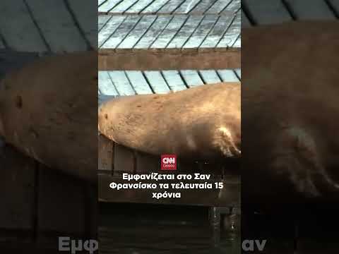 Θαλάσσιο λιοντάρι 2 τόνων έγινε… σταρ στο Σαν Φρανσίσκο.